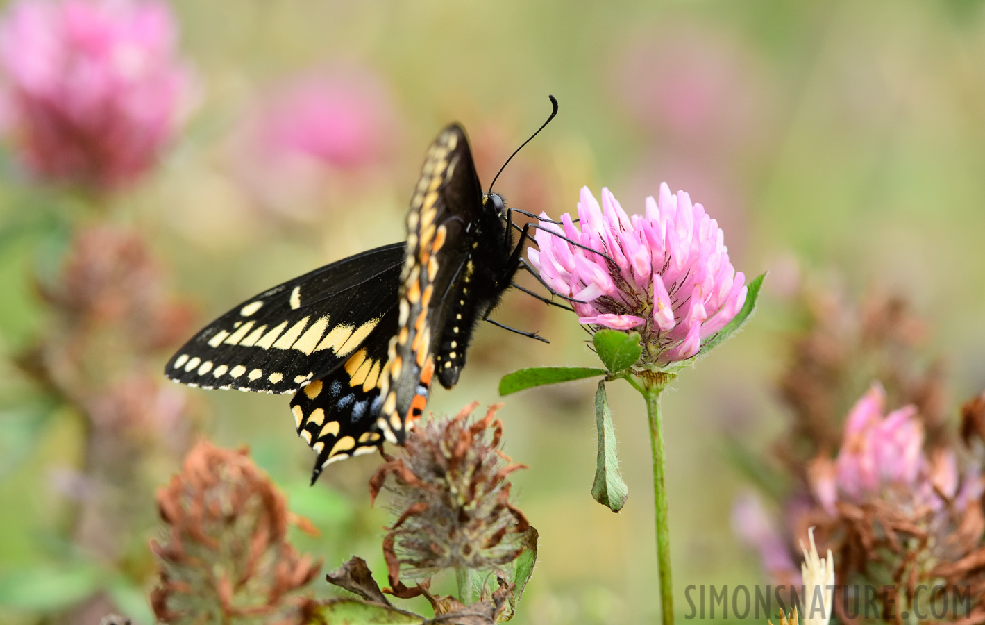 Papilio brevicauda [400 mm, 1/1000 sec at f / 9.0, ISO 1600]